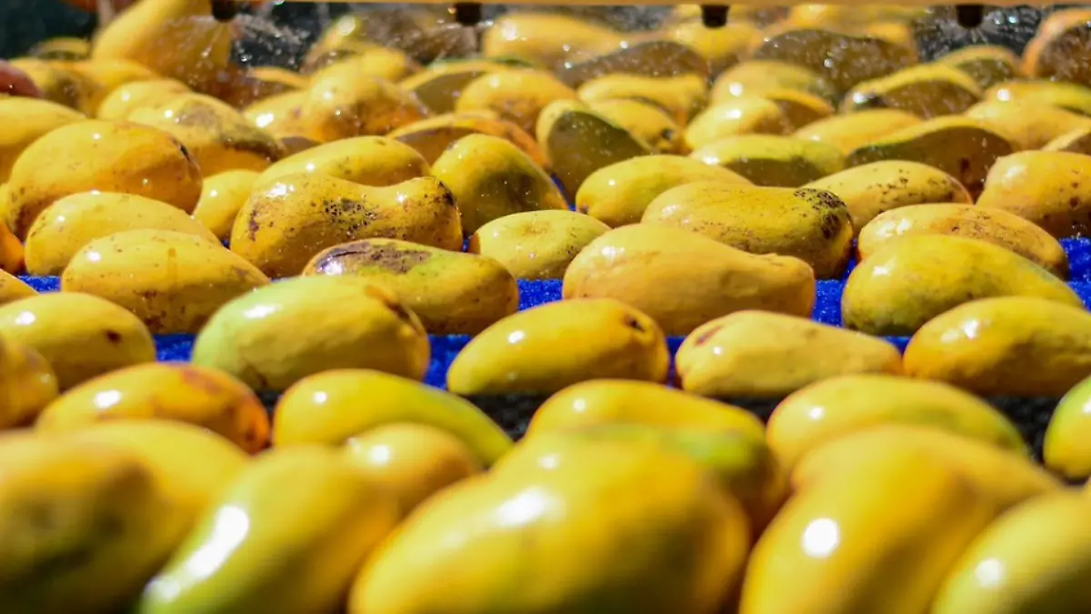 mangos 