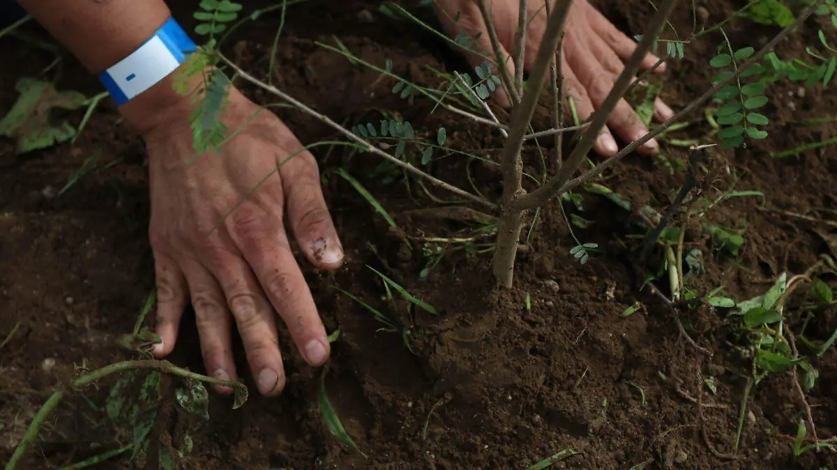 Reforestación Graciela López Cuartoscuro