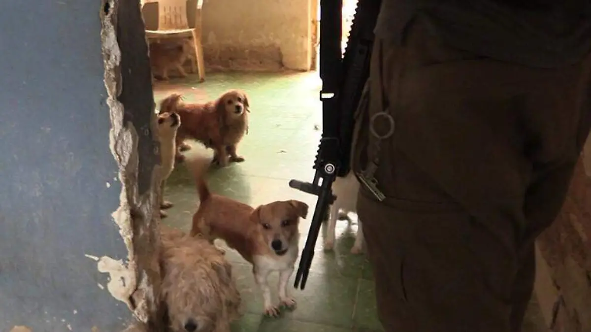 Perritos01