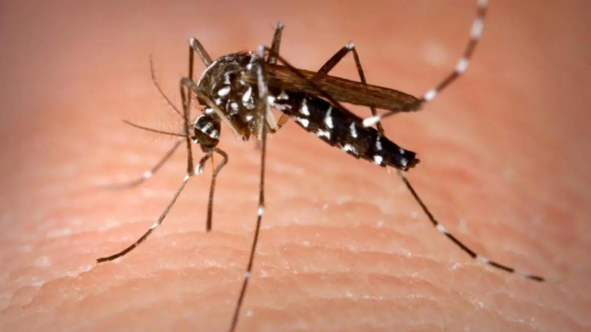 Mosquito relacionado con el paludismo