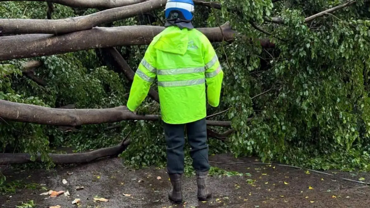 Lluvia provoca caída de árboles