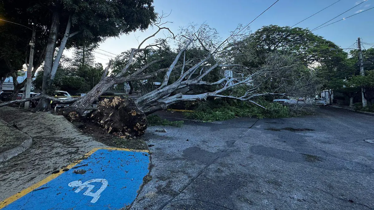 Arboles caídos por la lluvia de este jueves