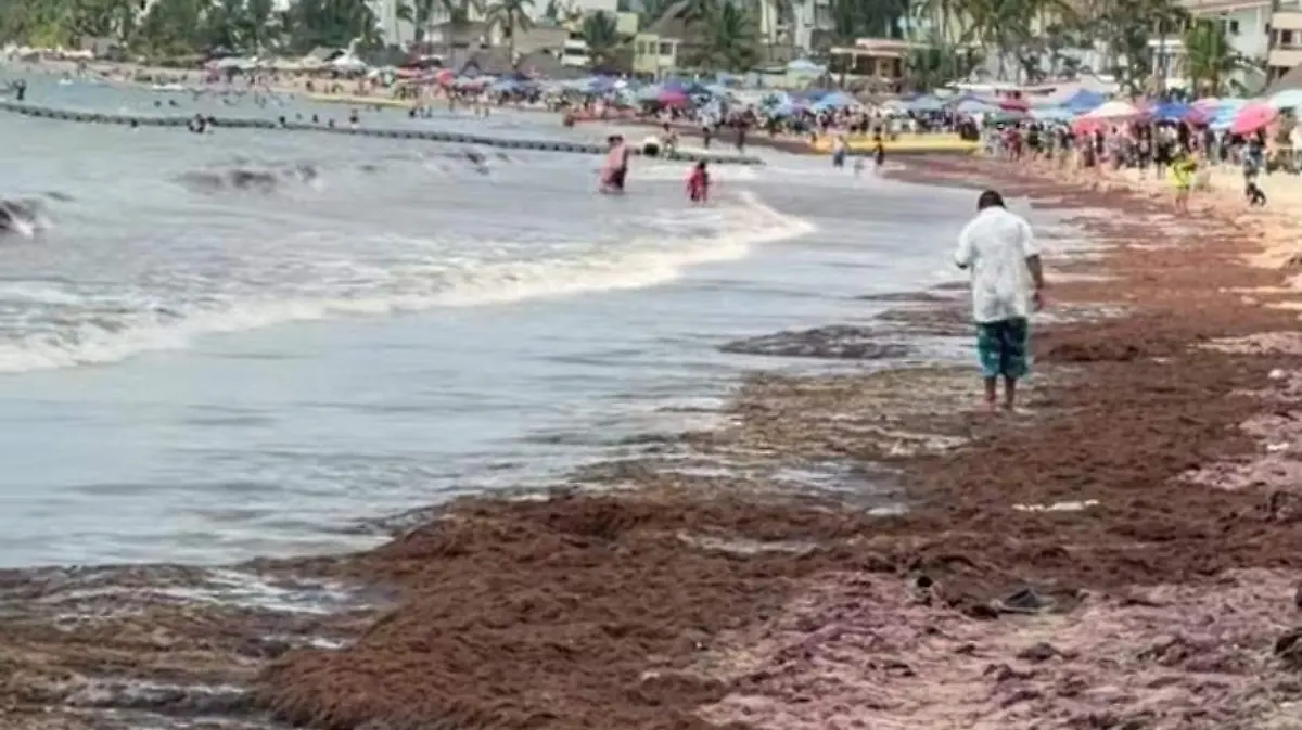 Sargazo en Guayabitos