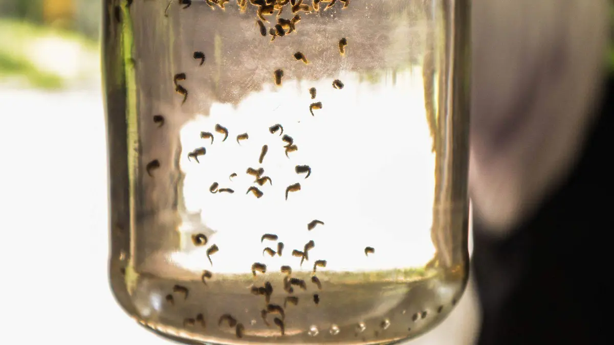 Dengue (2)