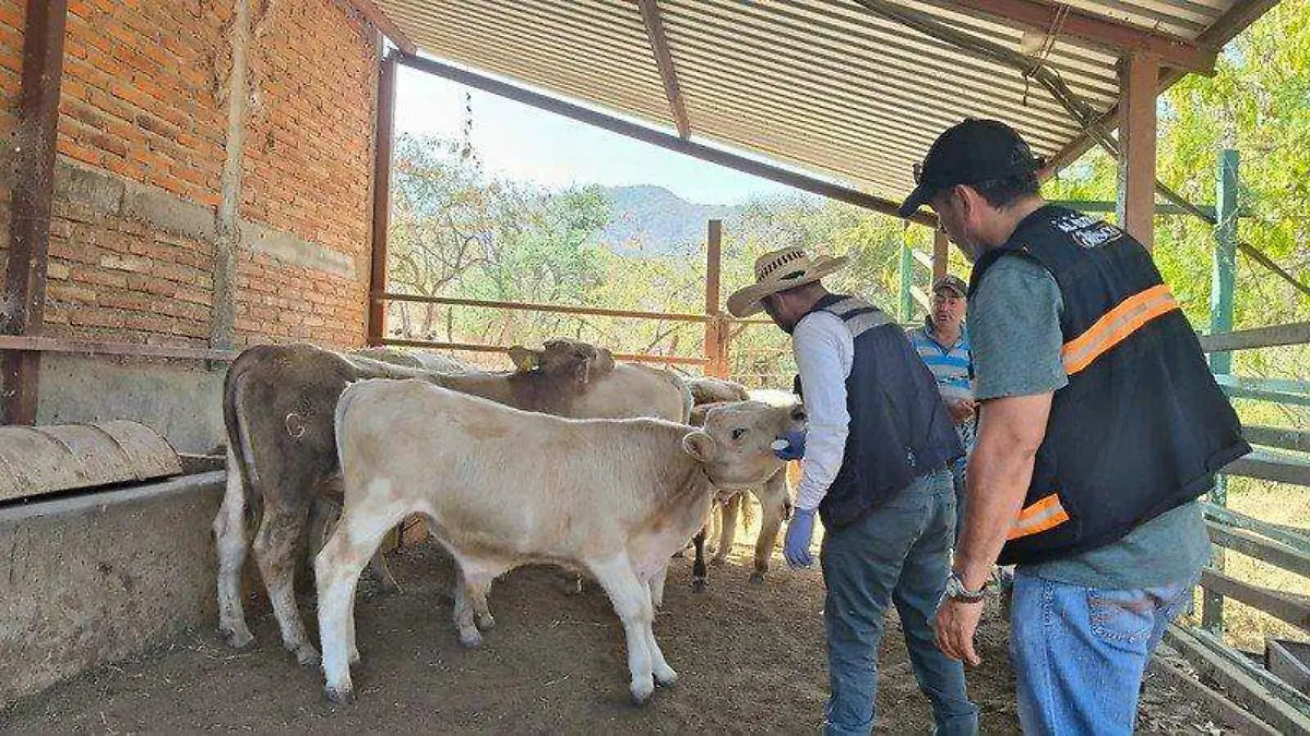 Gusano Barrenador