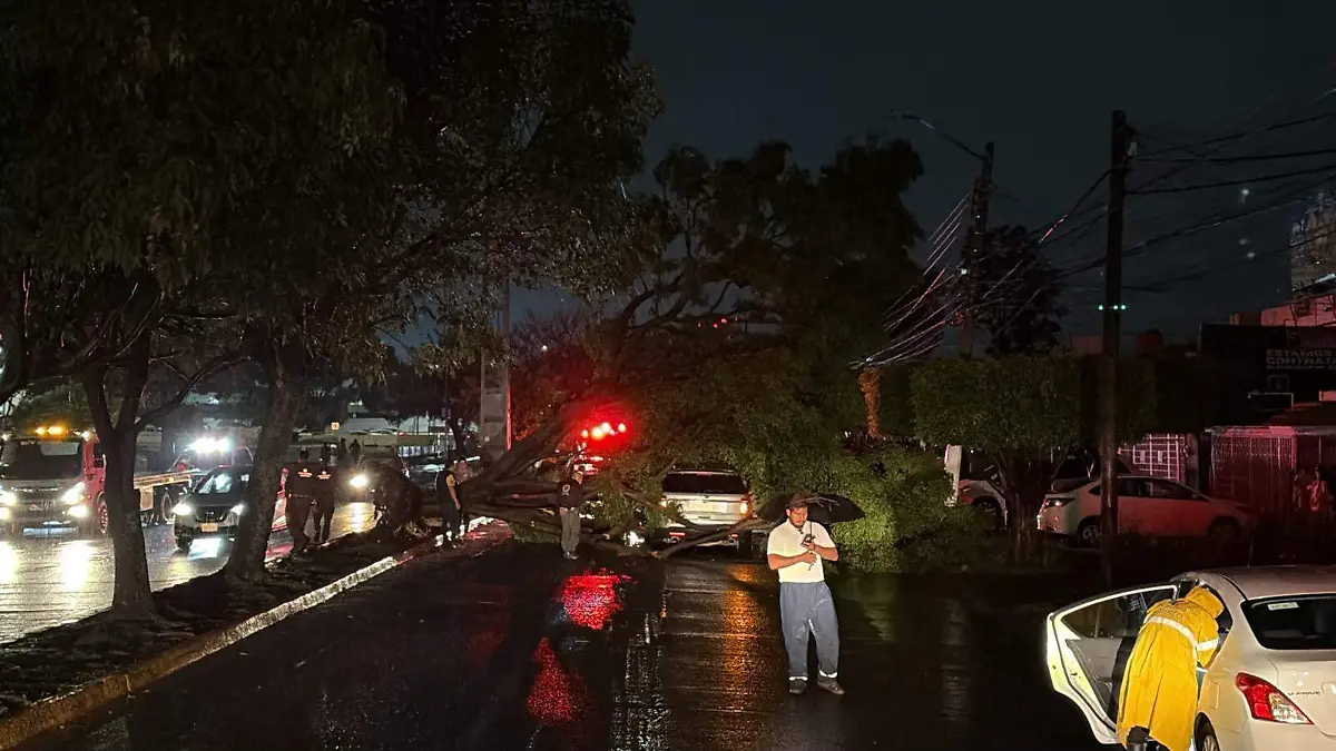 Caída de árboles por las lluvias ZMG 2
