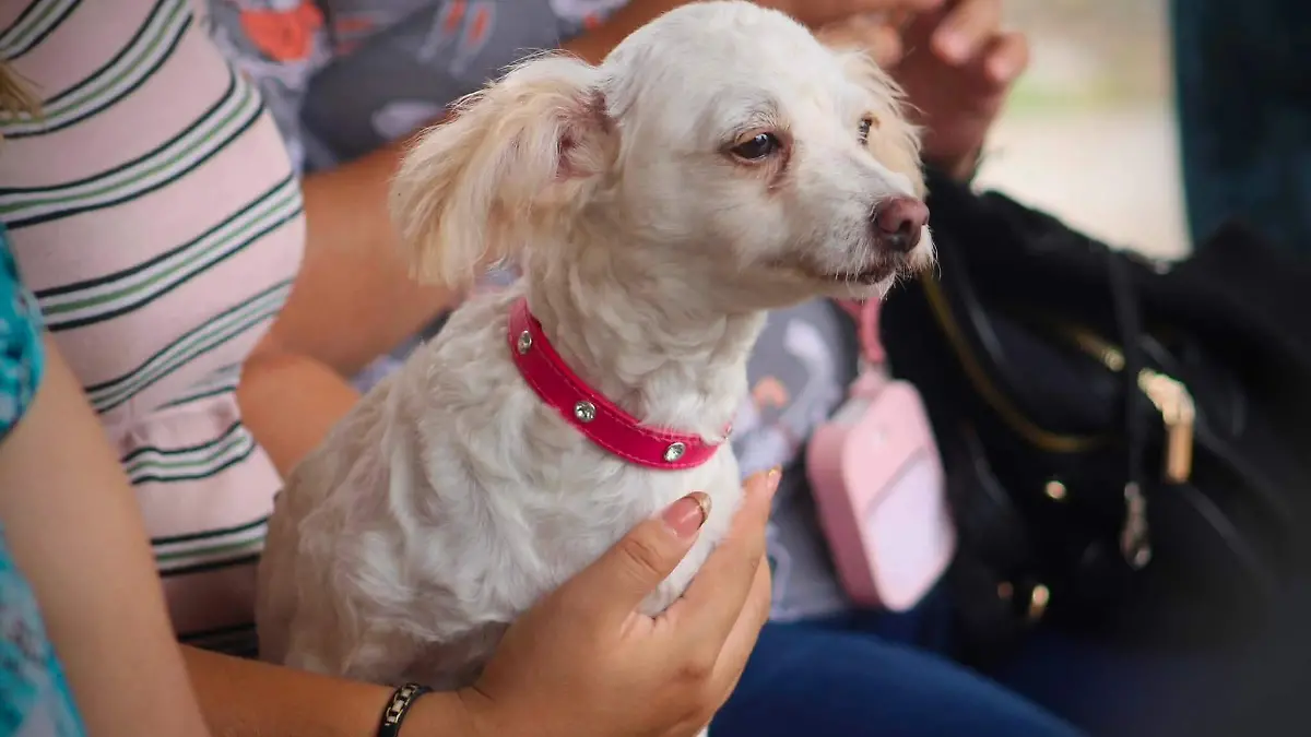 Liliana Olea Foto Perro