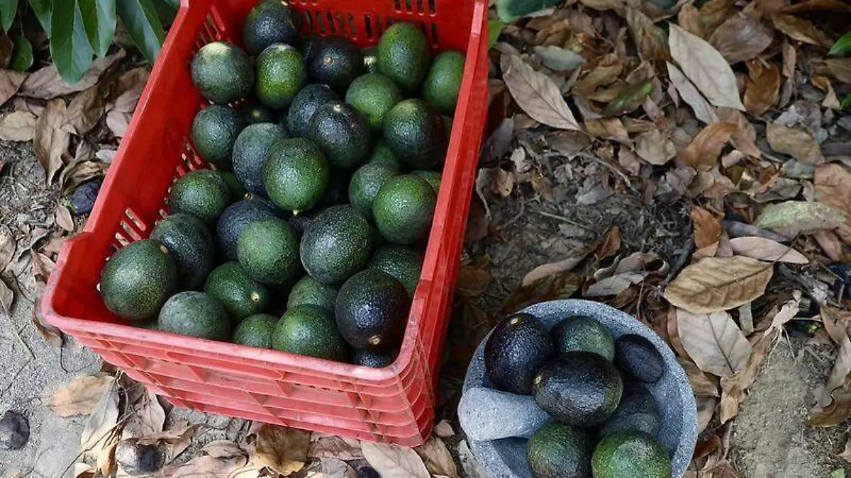 Aguacate