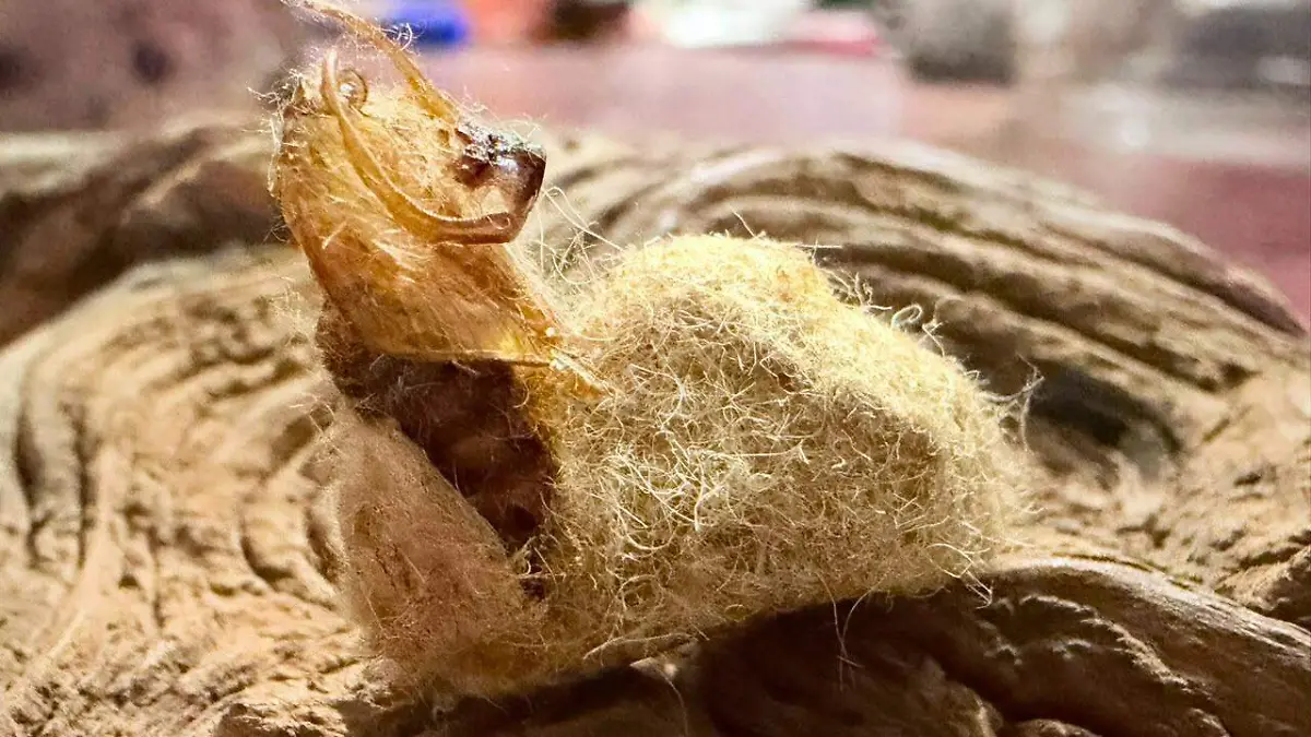 oruga peluche