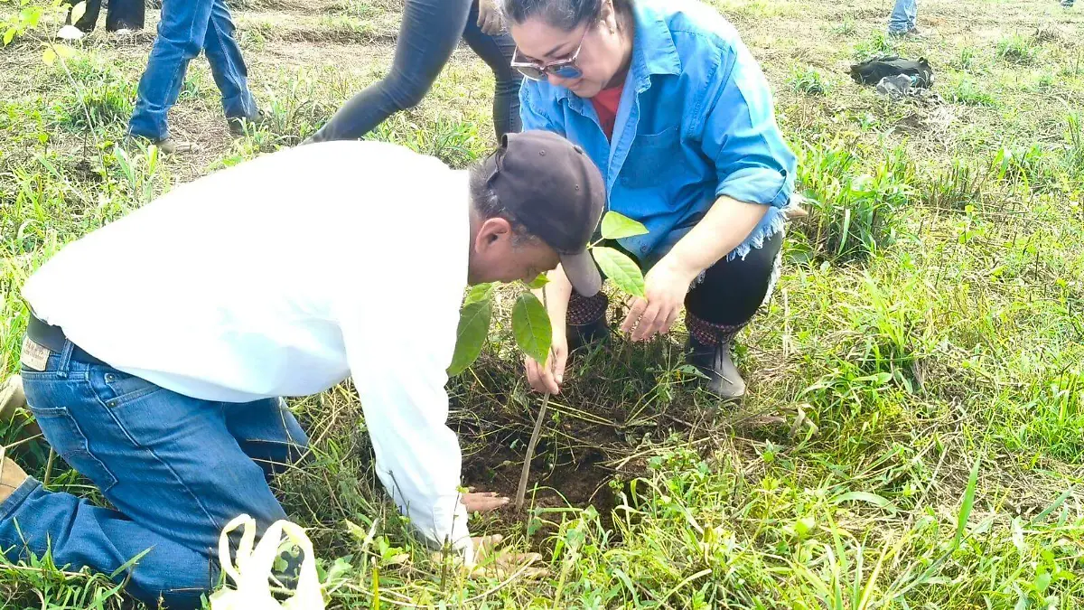 Reforestación (2)
