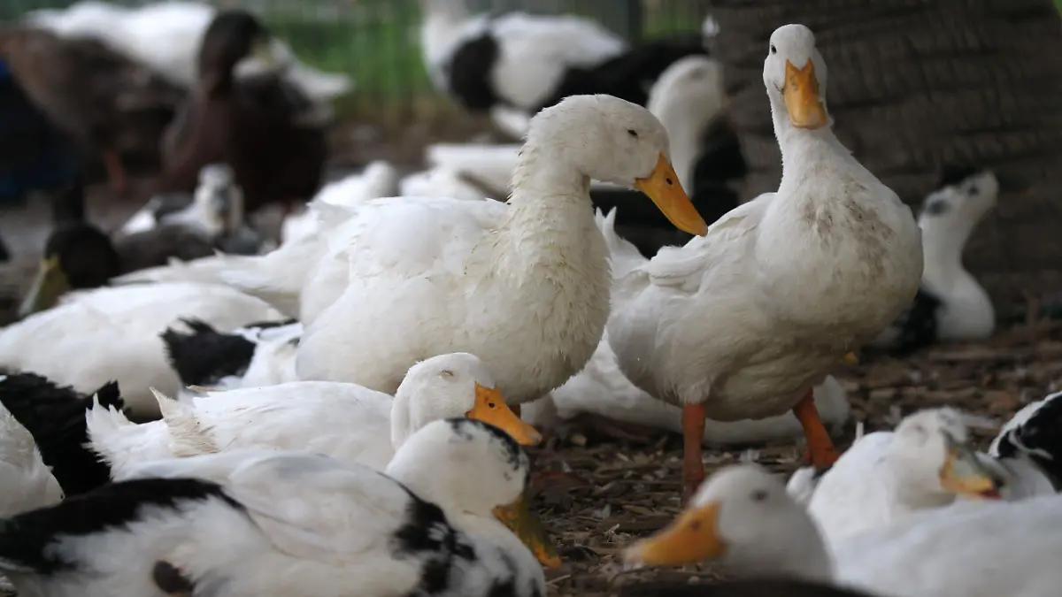 Patos Cuartoscuro