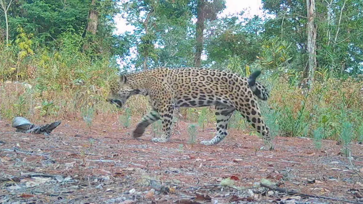 Jaguar-Sierra-Guerrero