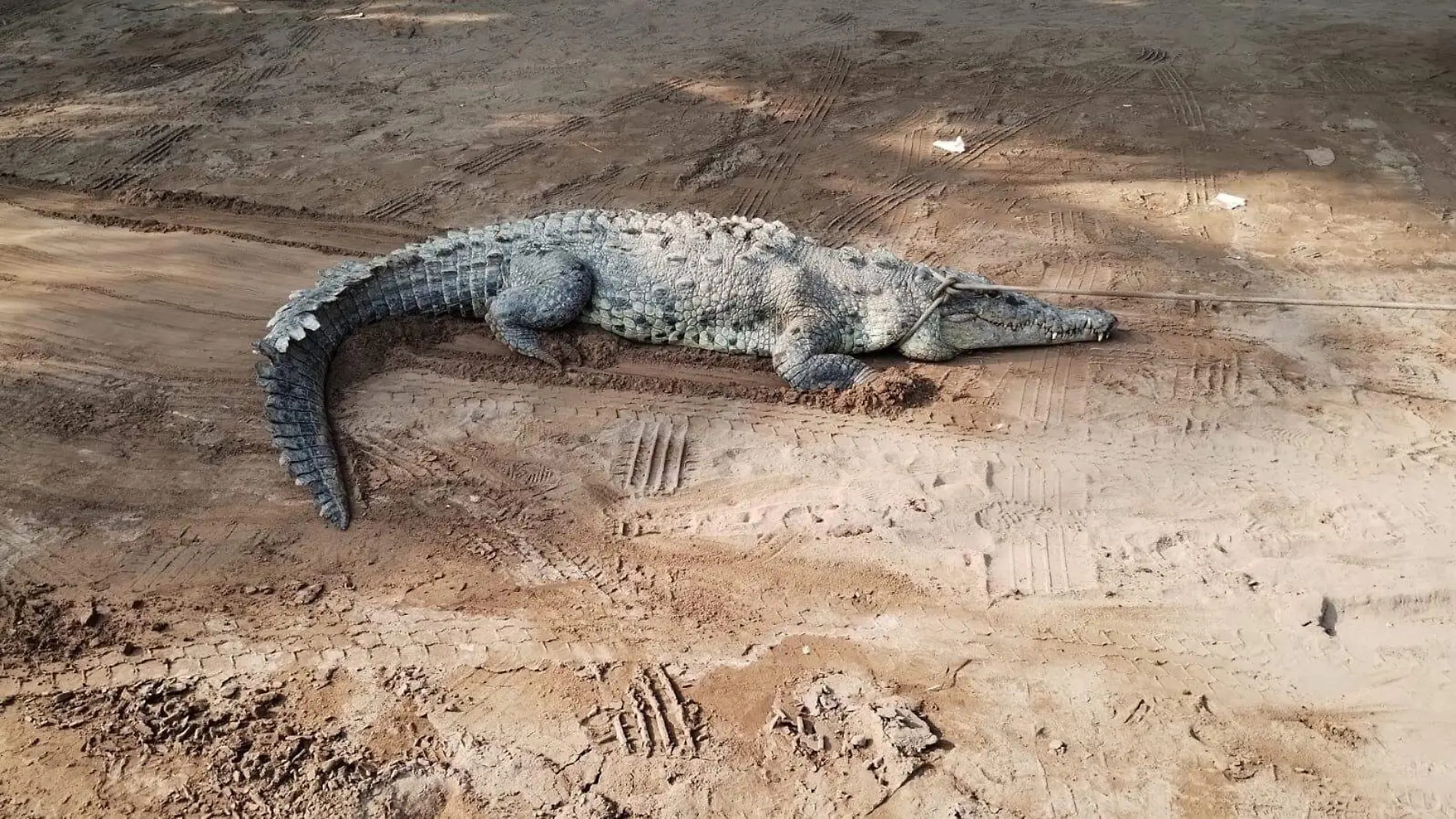 Cocodrilo-Playas-Zihuatanejo