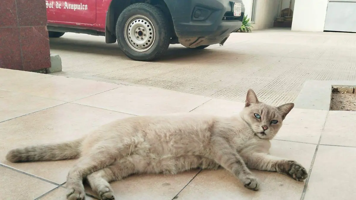 Gatita-Seguridad-Trabajo