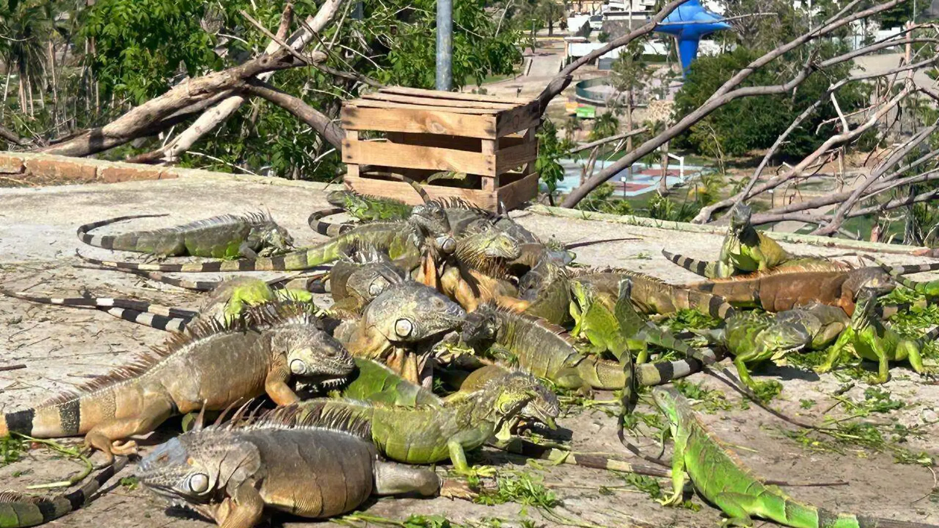 Iguanas-Parque-Papgayo