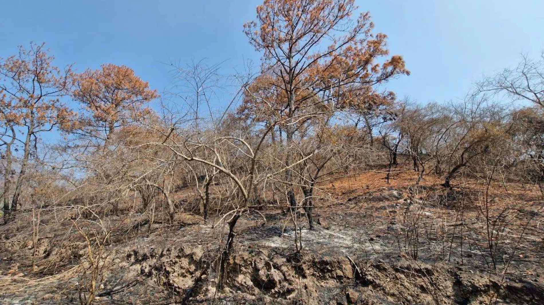 daños-incendios-forestales-chilpancingo-3