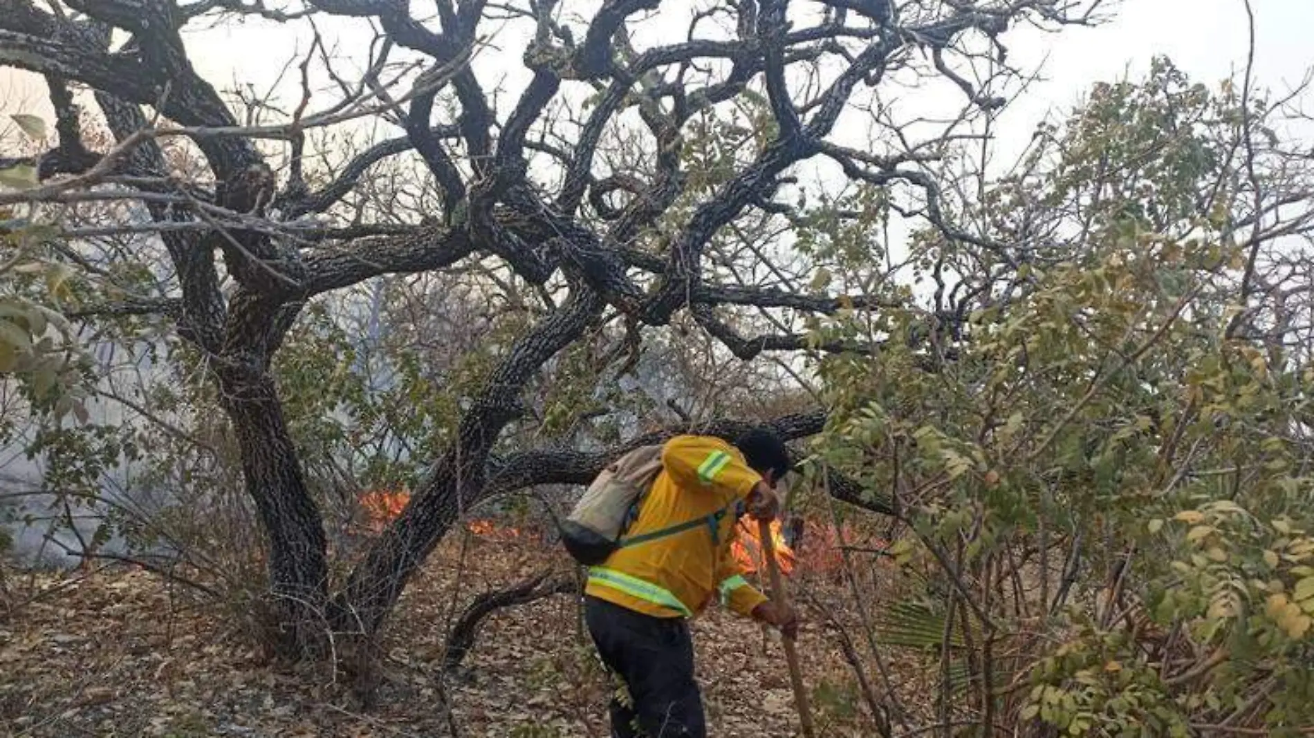 Incendios-Forestales-Guerrero