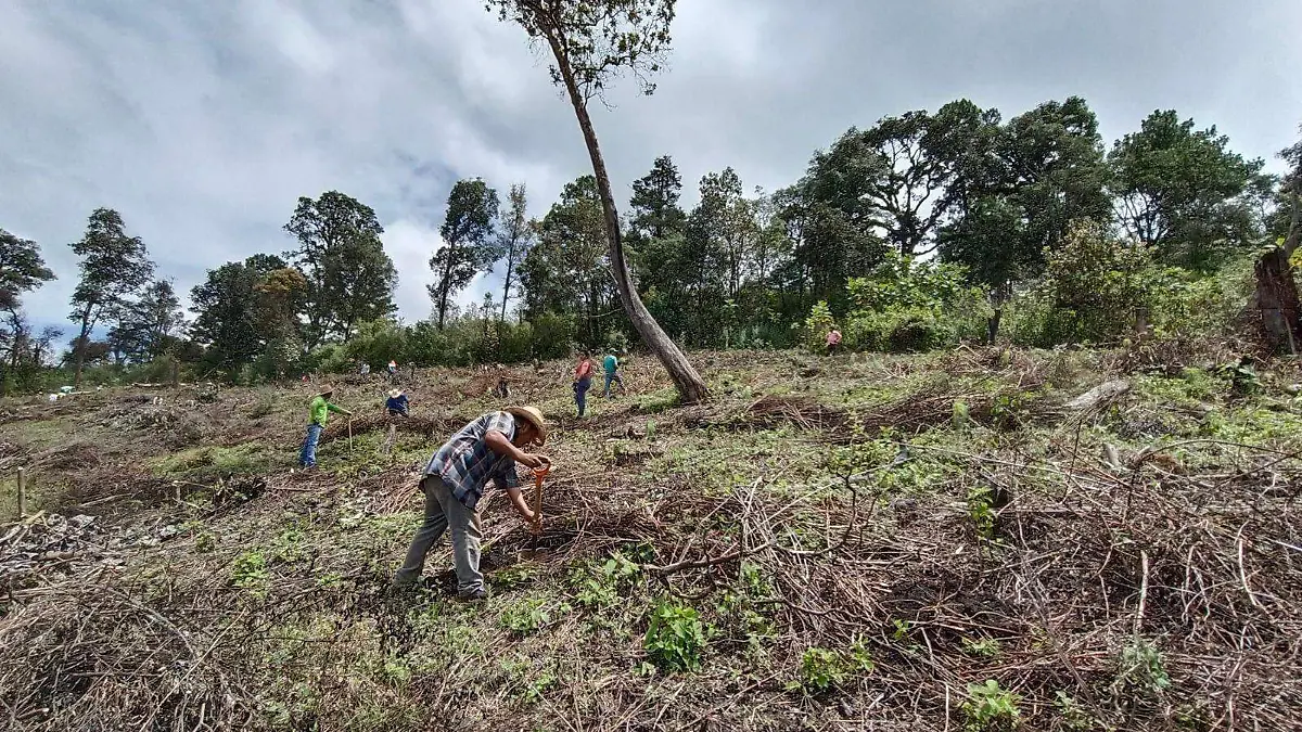 Reforestación-Chilpancingo