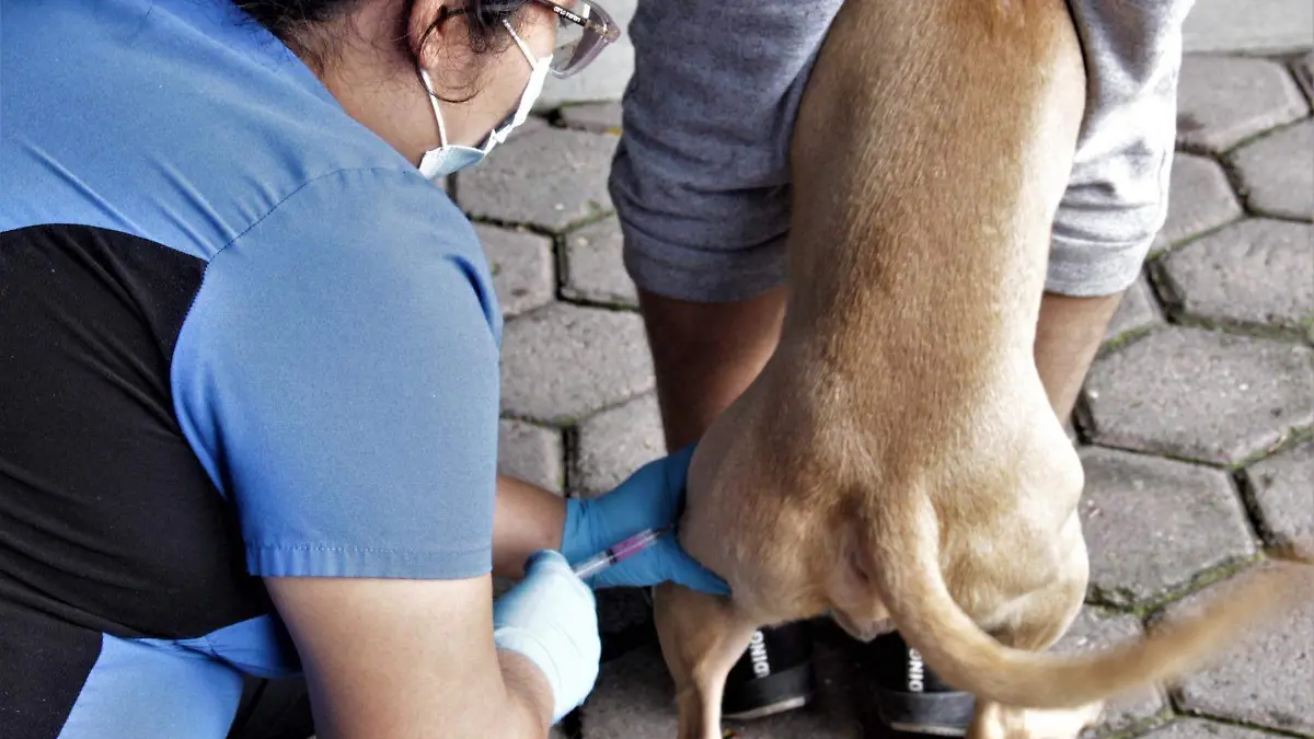 rabia-vacunación-mascostas