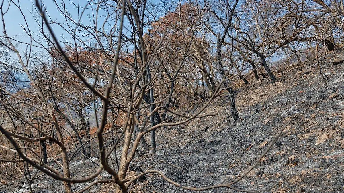 daños-incendios-forestales-chilpancingo-1