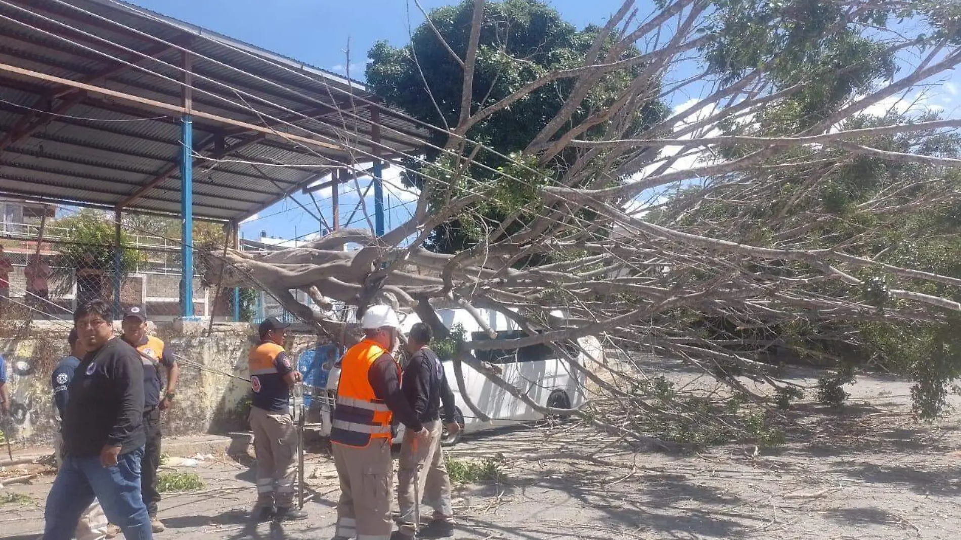 arbol-chilpancingo1