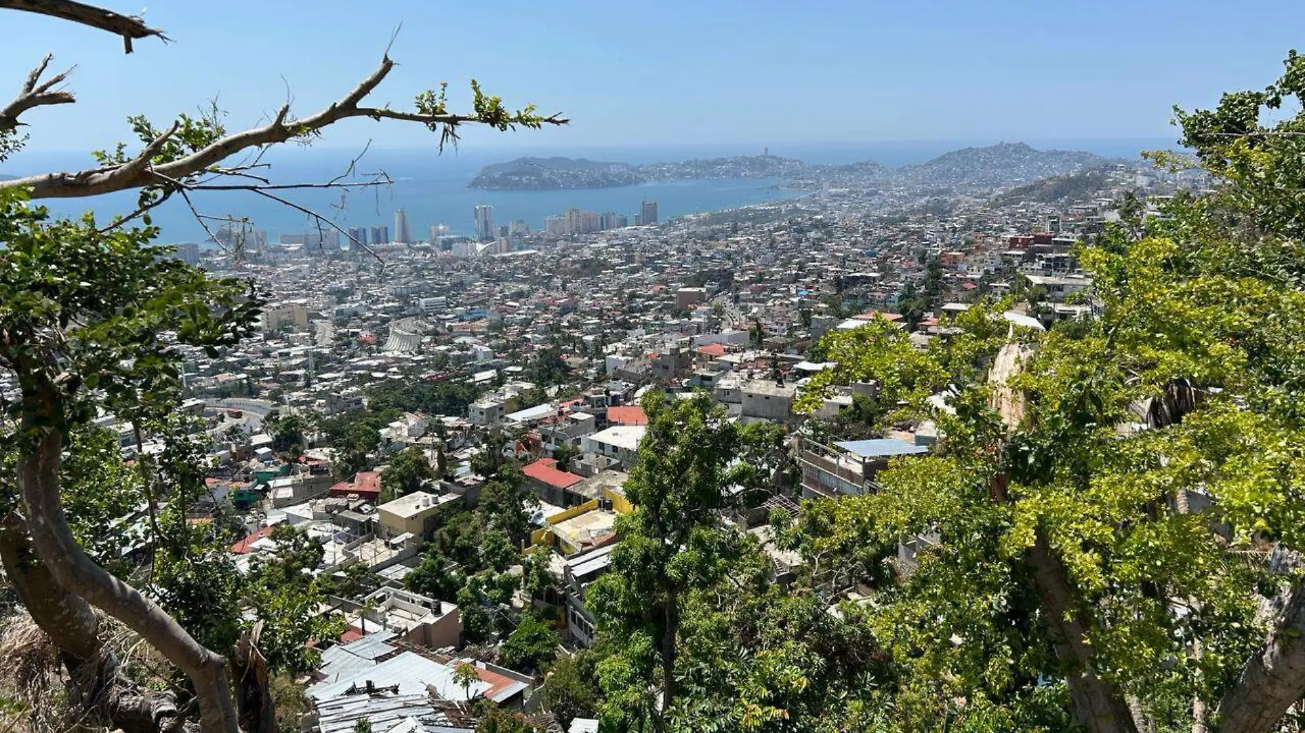 acapulco-flora