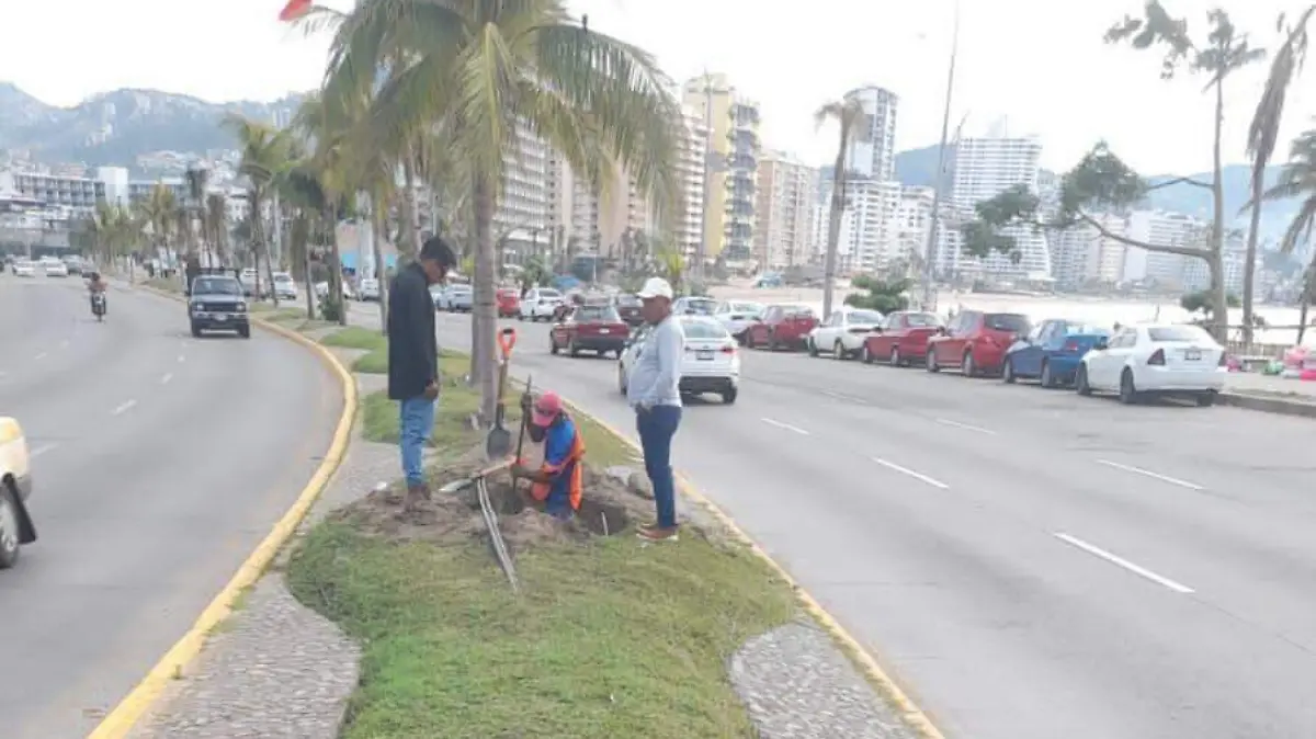 REFORESTACION AREAS COSTERA