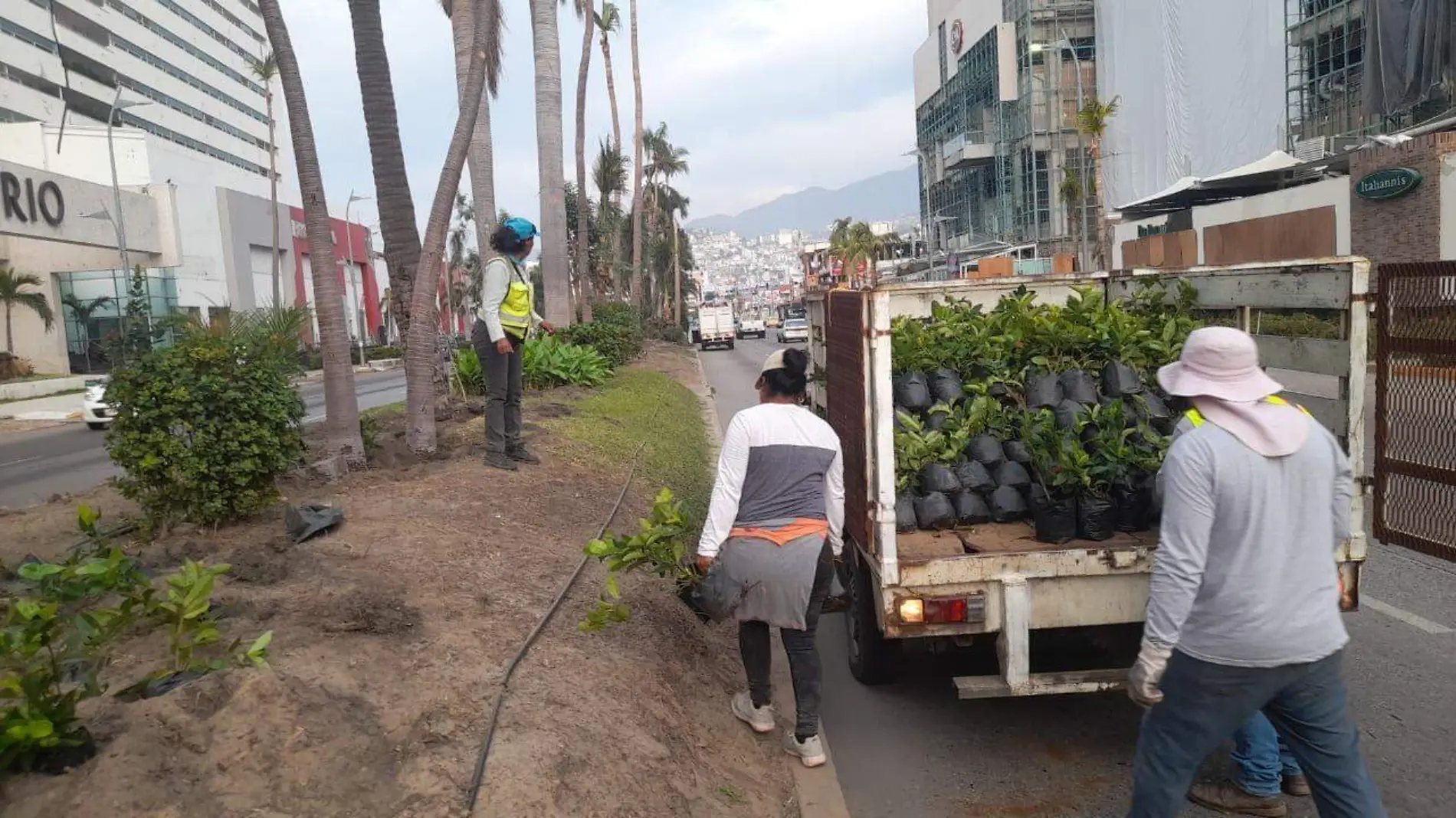 reforestacion-acapulco1