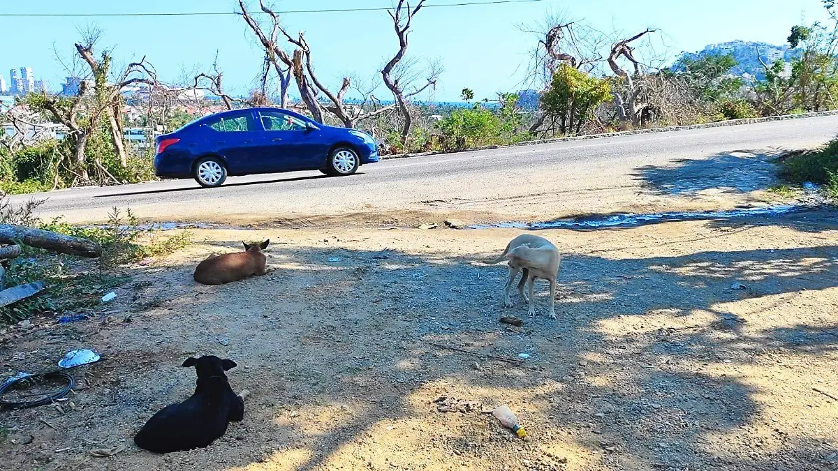 Animales-Peligro-Incendio