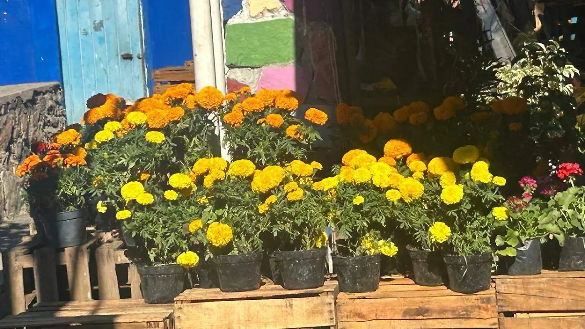 FLOR-Cempasuchil