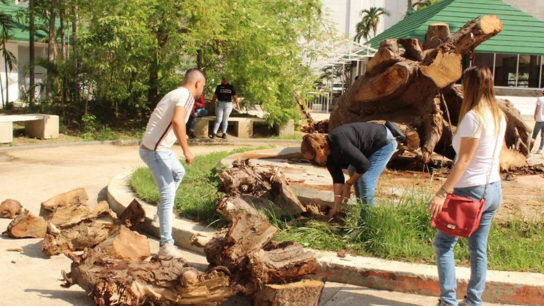 reforestacion-centro-cultural-acapulco-2