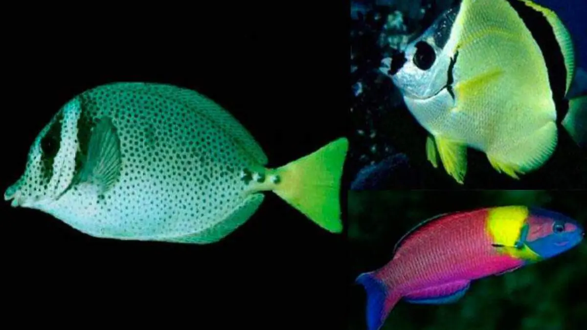 trafico-peces-colores