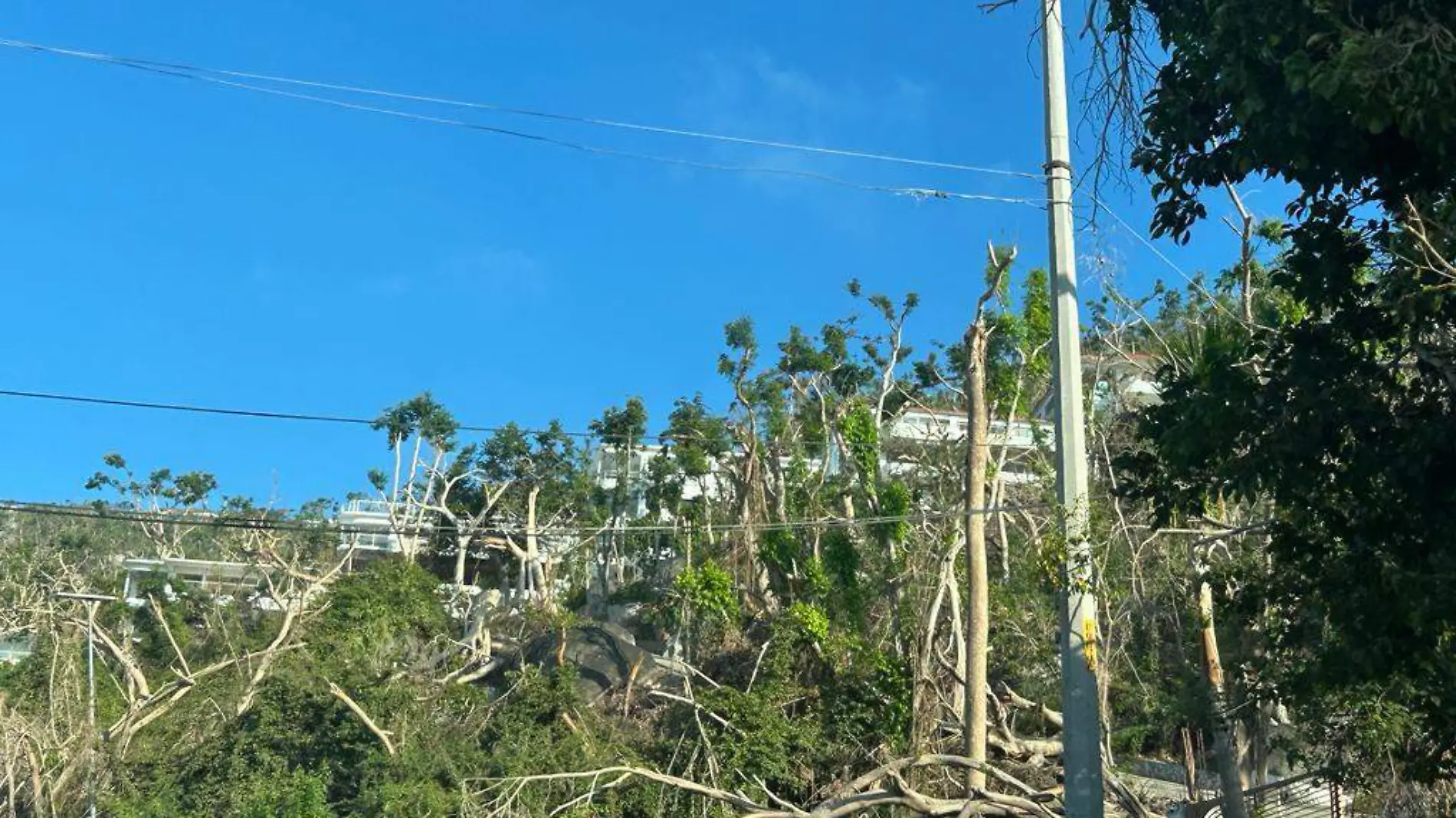 reforestacion-acapulco2