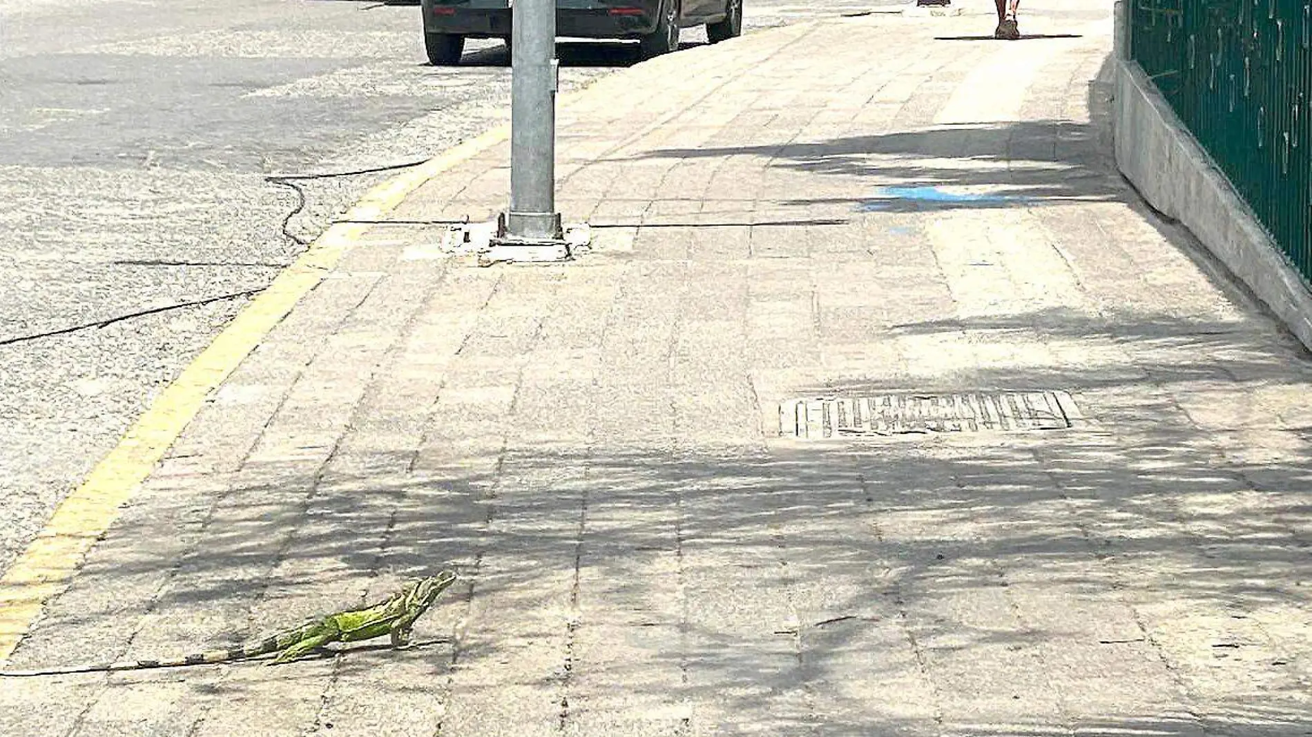 iguanas1