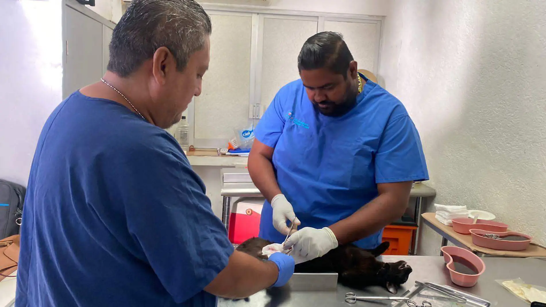 campaña-esterilización-acapulco