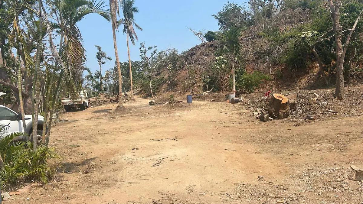 árboles-acapulco