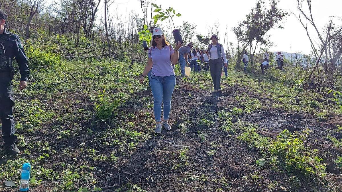 Ambientalistas continúan con la reforestación de Acapulco - El Sol de Acapulco | Noticias Locales, Policiacas, sobre México, Guerrero y el Mundo