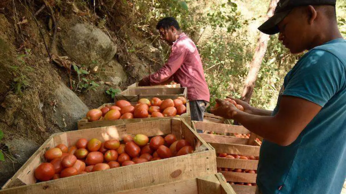Agricultura impusa crecimiento económico