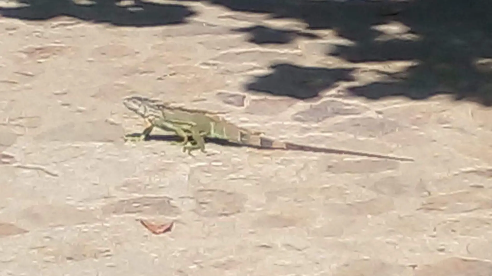 iguana2