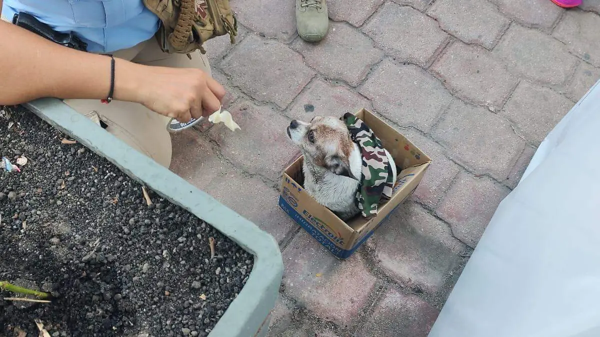 perrito