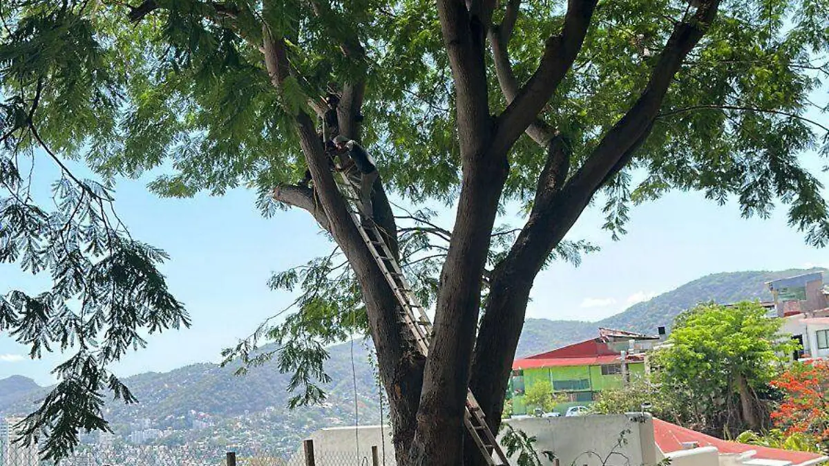 arbol