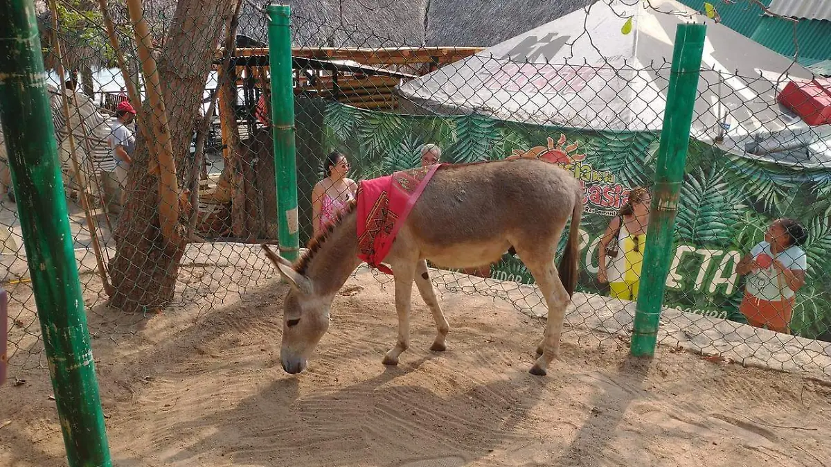 burro