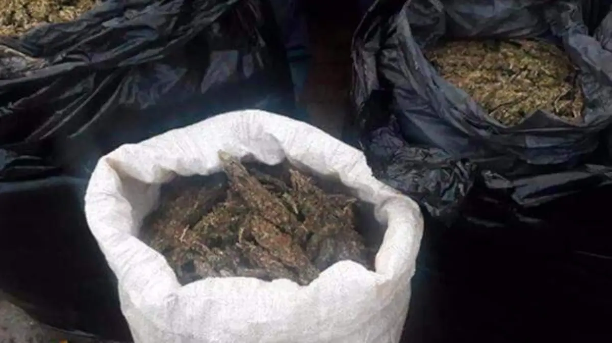 Acapulco - decomisan 50 kilos de marihuana