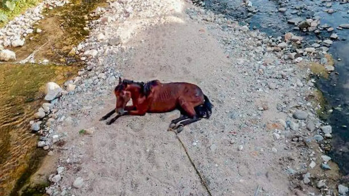 Acapulco - caballo moribundo en canal pluvial