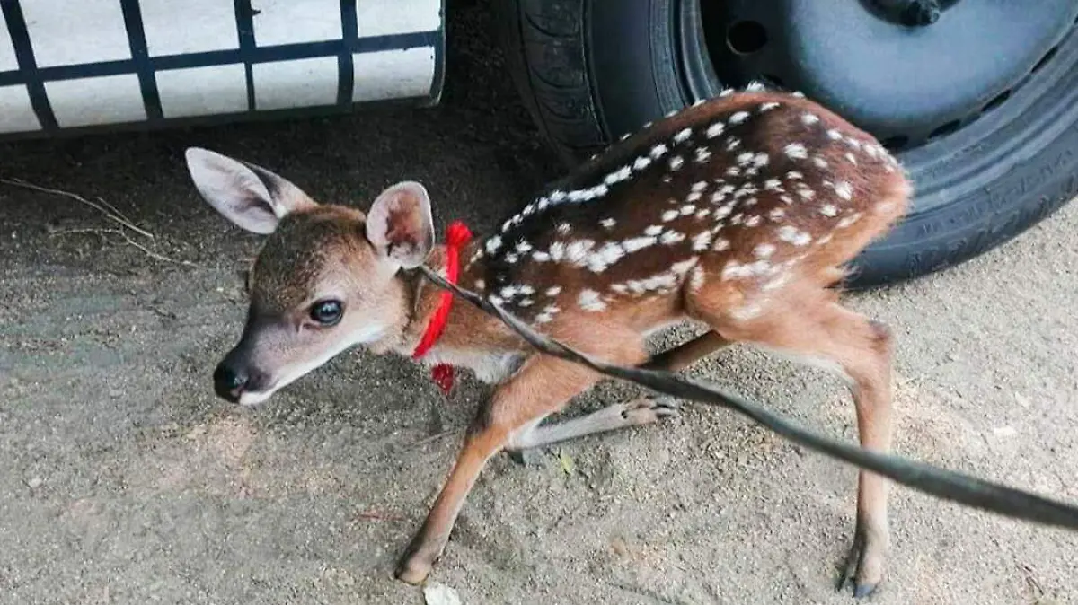 venado coyuca