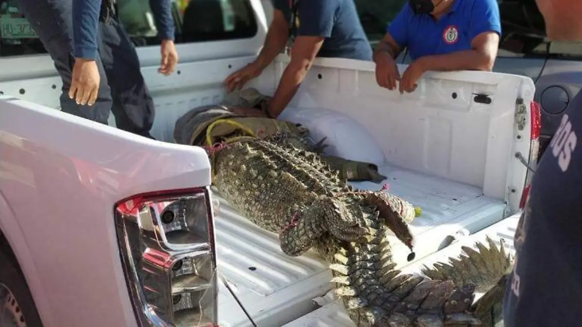 Cocodrilo atrapado acapulco
