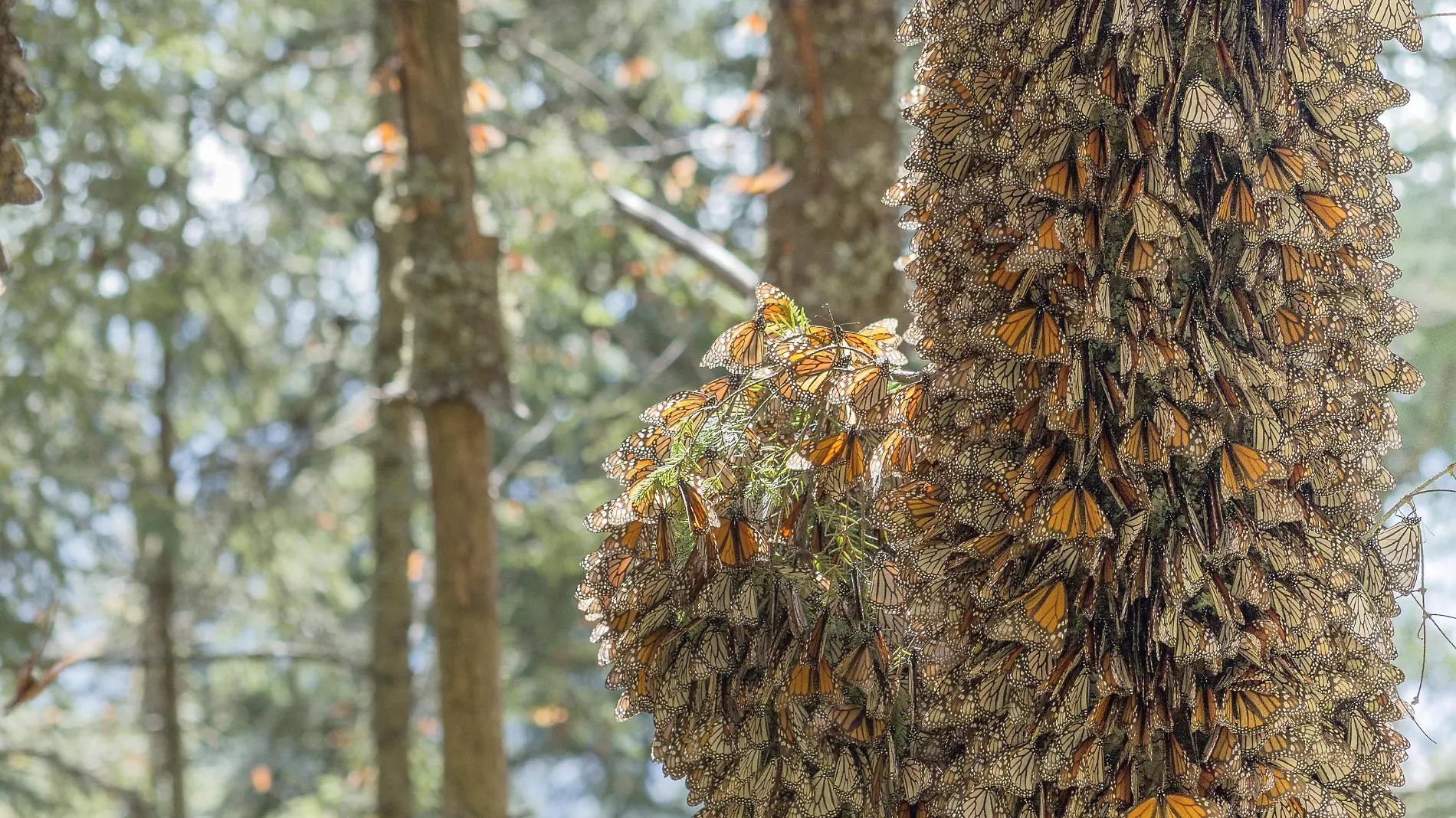 MARIPOSAS