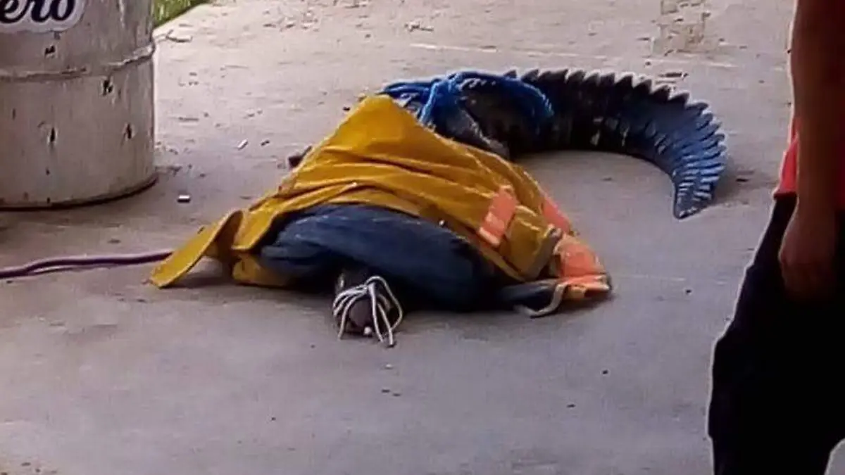 Cocodrilo coyuca de benítez