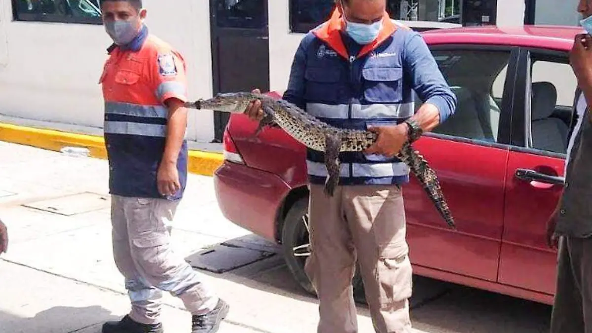 atrapan cocodrilo