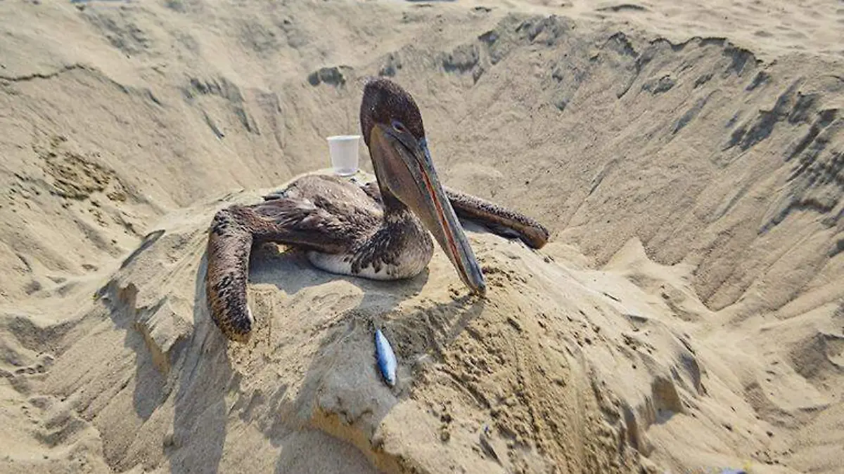 Pelícano en playa